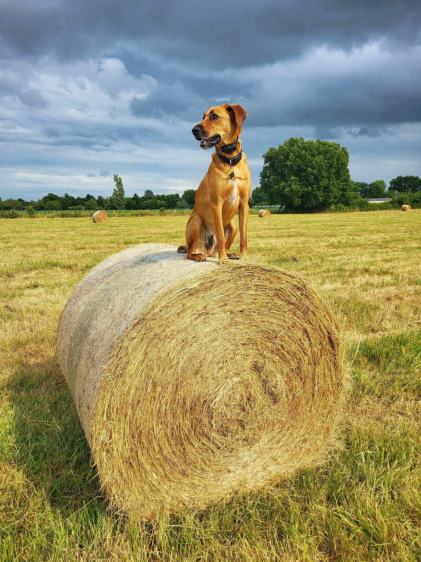 Undy participe au concours pour gagner de l'argent avec cette photo : dog, hay_bale, field, grass, cloudy_sky, tree, outdoor, animal, canine, collar, nature, rural, farm, pasture, brown_dog, sitting, landscape, summer, pet, fence
