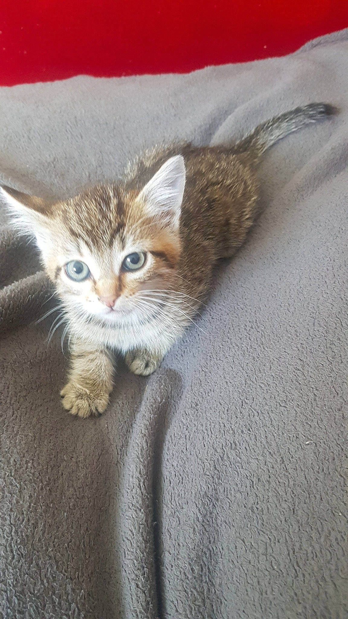 Eragon a rejoint le concours — aidez-le/la à gagner de superbes lots ! aegean_cat, american_wirehair, arabian_mau, asian, australian_mist, carnivore, cat, domestic_short_haired_cat, dragon_li, european_shorthair, fawn, felidae, kitten, mammal, ojos_azules, small_to_medium_sized_cats, snout, tabby_cat, vertebrate, whiskers