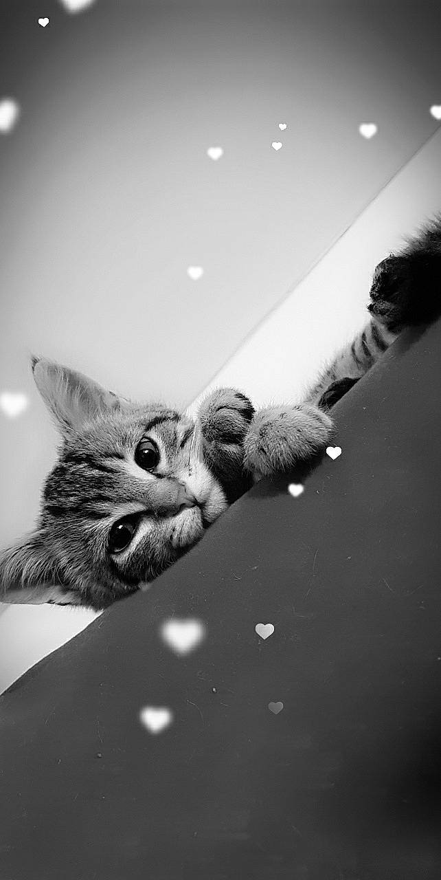 Eragon a rejoint le concours — aidez-le/la à gagner de superbes lots ! black_and_white, carnivore, cat, domestic_short_haired_cat, european_shorthair, eye, felidae, fur, kitten, monochrome, monochrome_photography, paw, photography, small_to_medium_sized_cats, snout, style, tabby_cat, whiskers, white