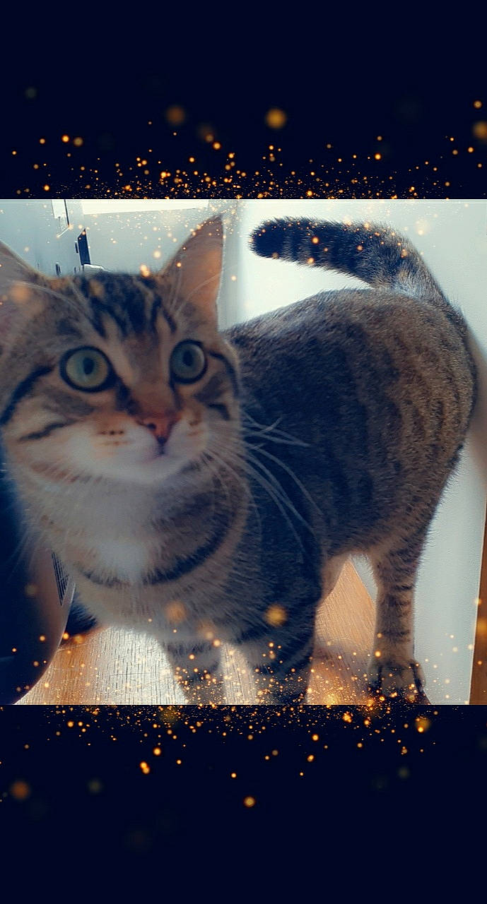 Eragon a rejoint le concours — aidez-le/la à gagner de superbes lots ! aegean_cat, american_wirehair, asian, carnivore, cat, domestic_short_haired_cat, european_shorthair, felidae, fur, night, photography, sky, small_to_medium_sized_cats, snout, snow, tabby_cat, tail, whiskers, winter