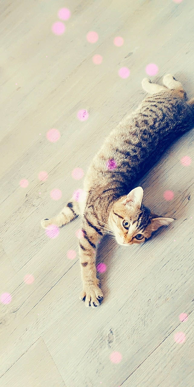 Eragon participe au concours pour gagner de l'argent avec cette photo : asian, bengal, carnivore, cat, domestic_short_haired_cat, dragon_li, egyptian_mau, european_shorthair, felidae, fur, kitten, ocicat, savannah, skin, small_to_medium_sized_cats, tabby_cat, tail, whiskers