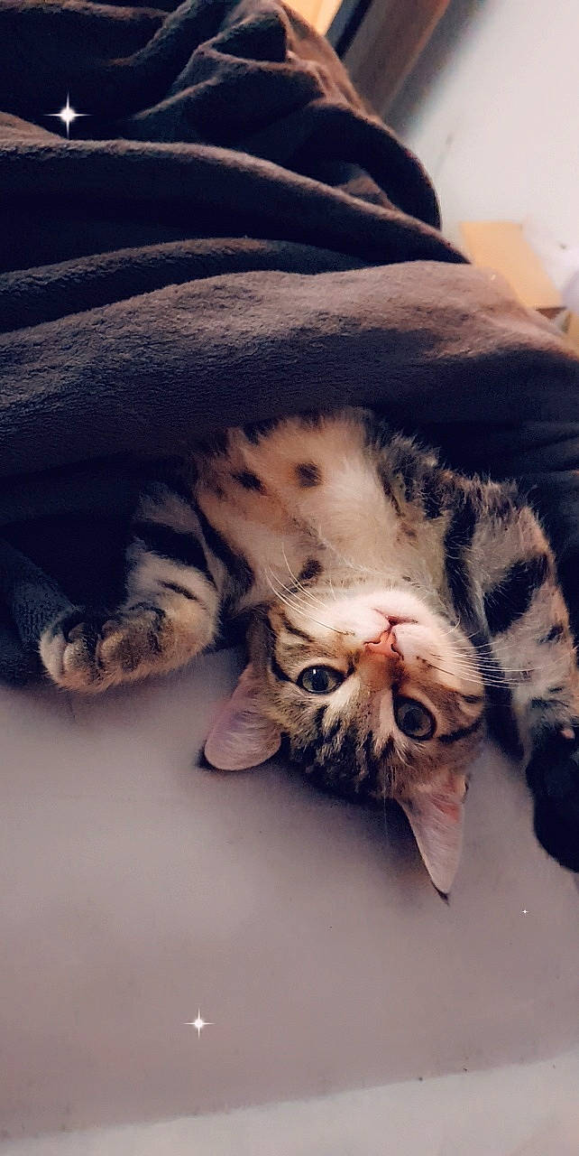 Eragon participe au concours pour gagner de l'argent avec cette photo : american_shorthair, asian, bengal, carnivore, cat, claw, domestic_short_haired_cat, dragon_li, egyptian_mau, european_shorthair, felidae, fur, kitten, mammal, paw, polydactyl_cat, small_to_medium_sized_cats, tabby_cat, whiskers