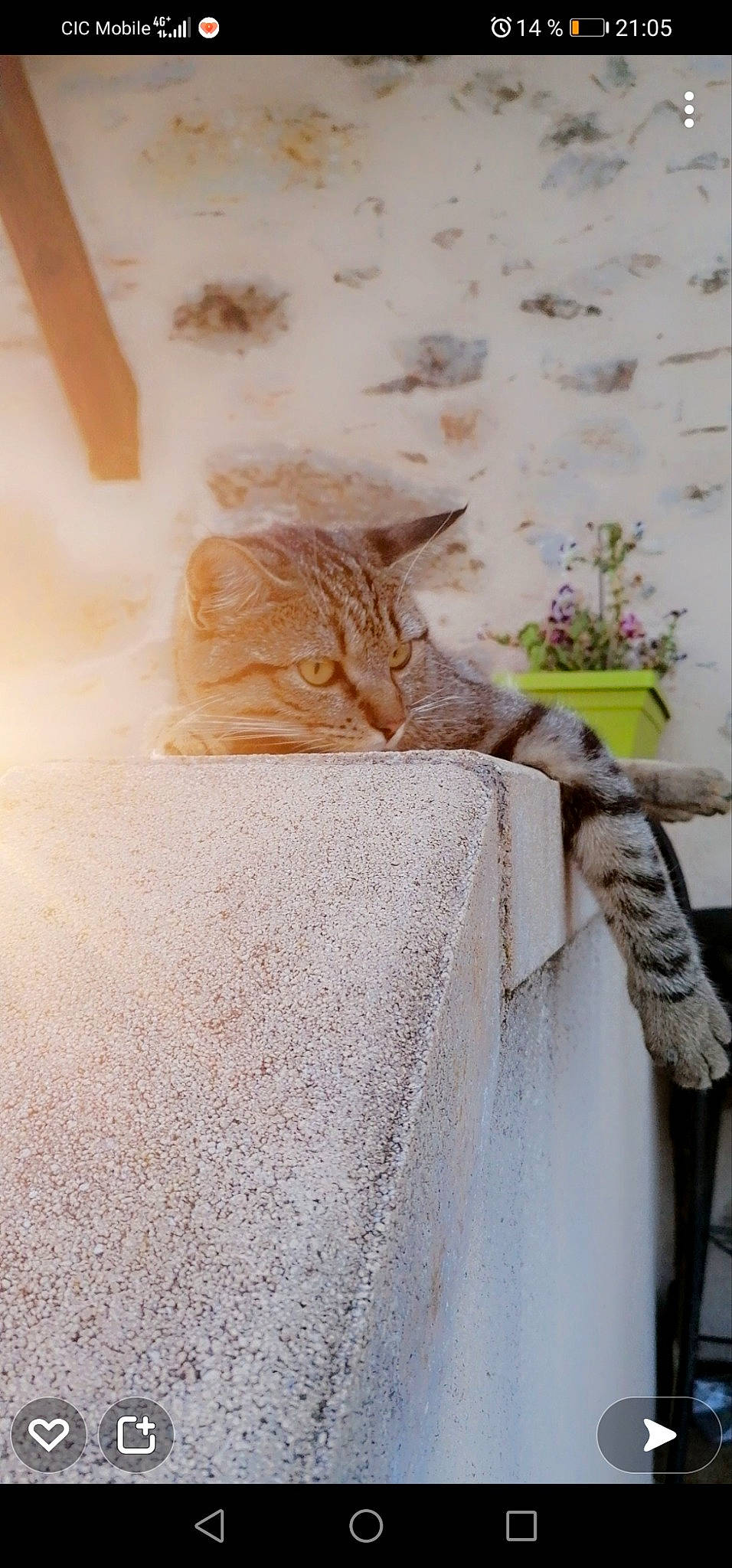 Olya participe au concours pour gagner de l'argent avec cette photo : beige, carnivore, cat, fawn, felidae, flooring, flower, flowerpot, formal_wear, fur, grey, interior_design, linens, peach, plant, small_to_medium_sized_cats, textile, whiskers, window, wood