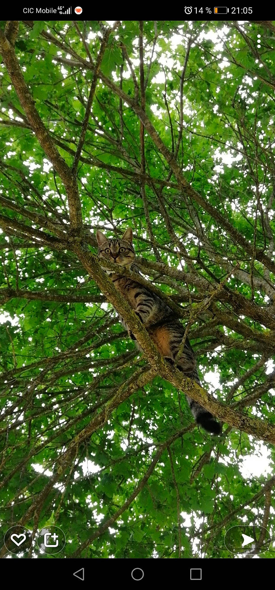 Olya participe au concours pour gagner de l'argent avec cette photo : beak, bird, bird_of_prey, forest, jungle, northern_hardwood_forest, plant, plant_stem, rainforest, screech_owl, temperate_broadleaf_and_mixed_forest, terrestrial_animal, terrestrial_plant, tree, trunk, twig, valdivian_temperate_rain_forest, watch, wildlife, wood