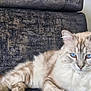 Monchat participe au concours pour gagner de l'argent avec cette photo : blue_eyes, cat, comfort, cozy, cream_color, domestic_animal, ears, feline, fluffy, home, indoor, long_fur, pet, portrait, relaxed, resting, sofa, striped, tail, whiskers