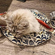 Monchat participe au concours pour gagner de l'argent avec cette photo : animal, cat, cozy, curled_up, domestic_cat, ears, fabric_bag, feline, fluffy, indoor, paper_tubes, patterned_bag, pet, relaxed, soft_fur, striped_fur, tail, whiskers, wooden_floor, wrapping_paper