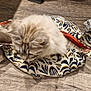 animal, cat, cozy, curled_up, domestic_cat, ears, fabric_bag, feline, fluffy, indoor, paper_tubes, patterned_bag, pet, relaxed, soft_fur, striped_fur, tail, whiskers, wooden_floor, wrapping_paper
