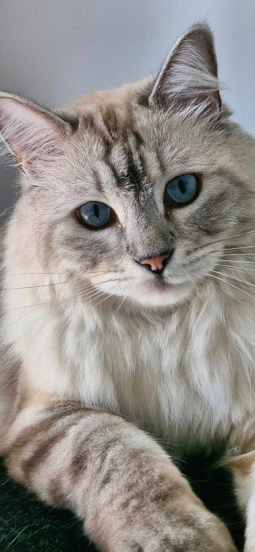 Monchat participe au concours pour gagner de l'argent avec cette photo : animal, blue_eyes, cat, close_up, cute, domestic_cat, ears, face, feline, fluffy, fur, indoor, looking, nose, paw, pet, portrait, relaxed, soft, whiskers