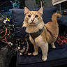 Boots joined the competition — help win amazing prizes! animal, black_cat, cat, closeup, curious, cushion, domestic, feline, furniture, harness, indoor, leash, orange_cat, pet, plant, sitting, two_cats, whiskers, wide_eyes, wire