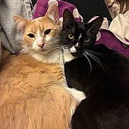 Boots joined the competition — help win amazing prizes! animal, black_cat, cat, closeup, companion, cozy, cute, ears, eyes, face, fur, indoor, orange_cat, pet, resting, snuggling, soft, teddy_bear, towel, whiskers