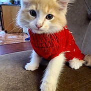 Boots joined the competition — help win amazing prizes! animal, brown_background, cat, closeup, couch, cozy, curious, cute, domestic, feline, fluffy, furniture, indoor, kitten, knitwear, pet, red_sweater, sitting, white_paws, young_cat