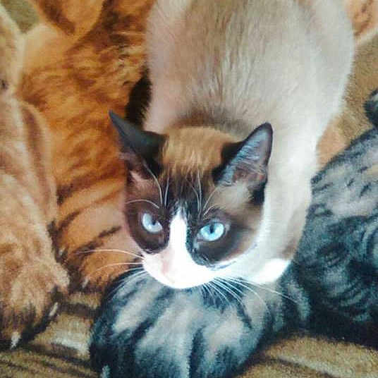 Oddi