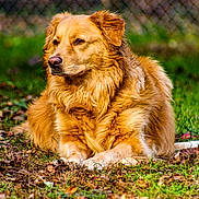 Max is registered to the contest to win money with this photo: dog, golden_dog, outdoor, grass, leaves, fence, animal, pet, canine, fur, nature, resting, portrait, brown, muzzle, ears, eyes, snout, lying_down, calm