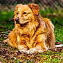 dog, golden_dog, outdoor, grass, leaves, fence, animal, pet, canine, fur, nature, resting, portrait, brown, muzzle, ears, eyes, snout, lying_down, calm