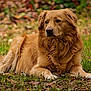 dog, golden_retriever, outdoor, grass, leaves, animal, pet, lying_down, fur, nature, canine, mammal, autumn, portrait, calm, relaxed, brown, eyes, snout, ears