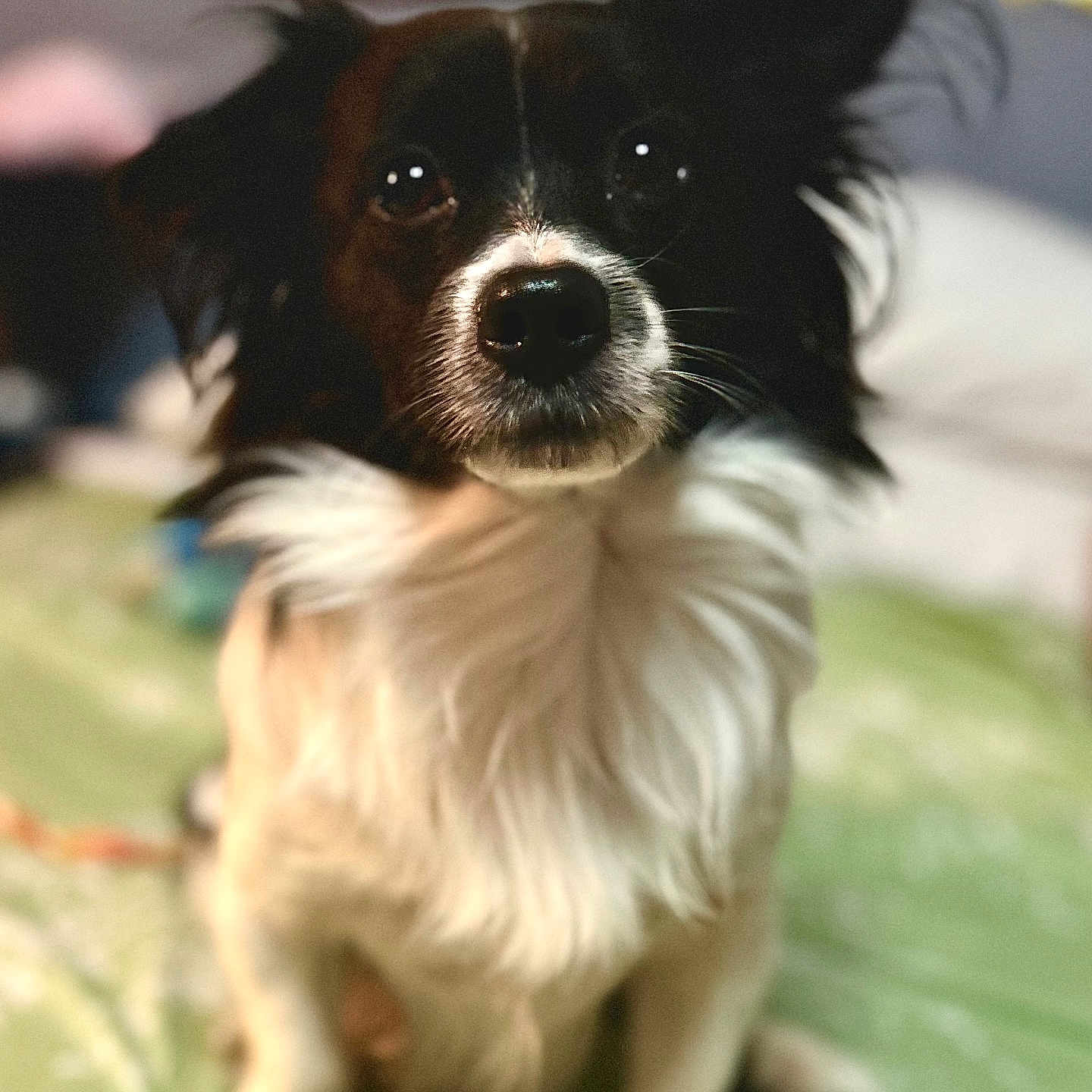 Oreo