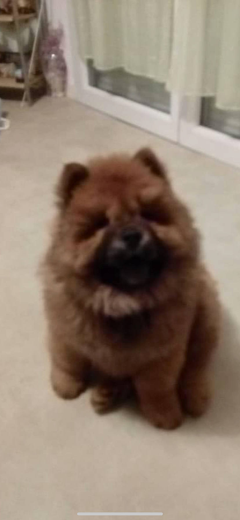 Wini participe au concours pour gagner de l'argent avec cette photo : ancient_dog_breeds, carnivore, chow_chow, companion_dog, dog, dog_breed, fawn, felidae, flooring, fur, hardwood, liver, paw, snout, tail, terrestrial_animal, toy_dog, whiskers, wood, working_animal