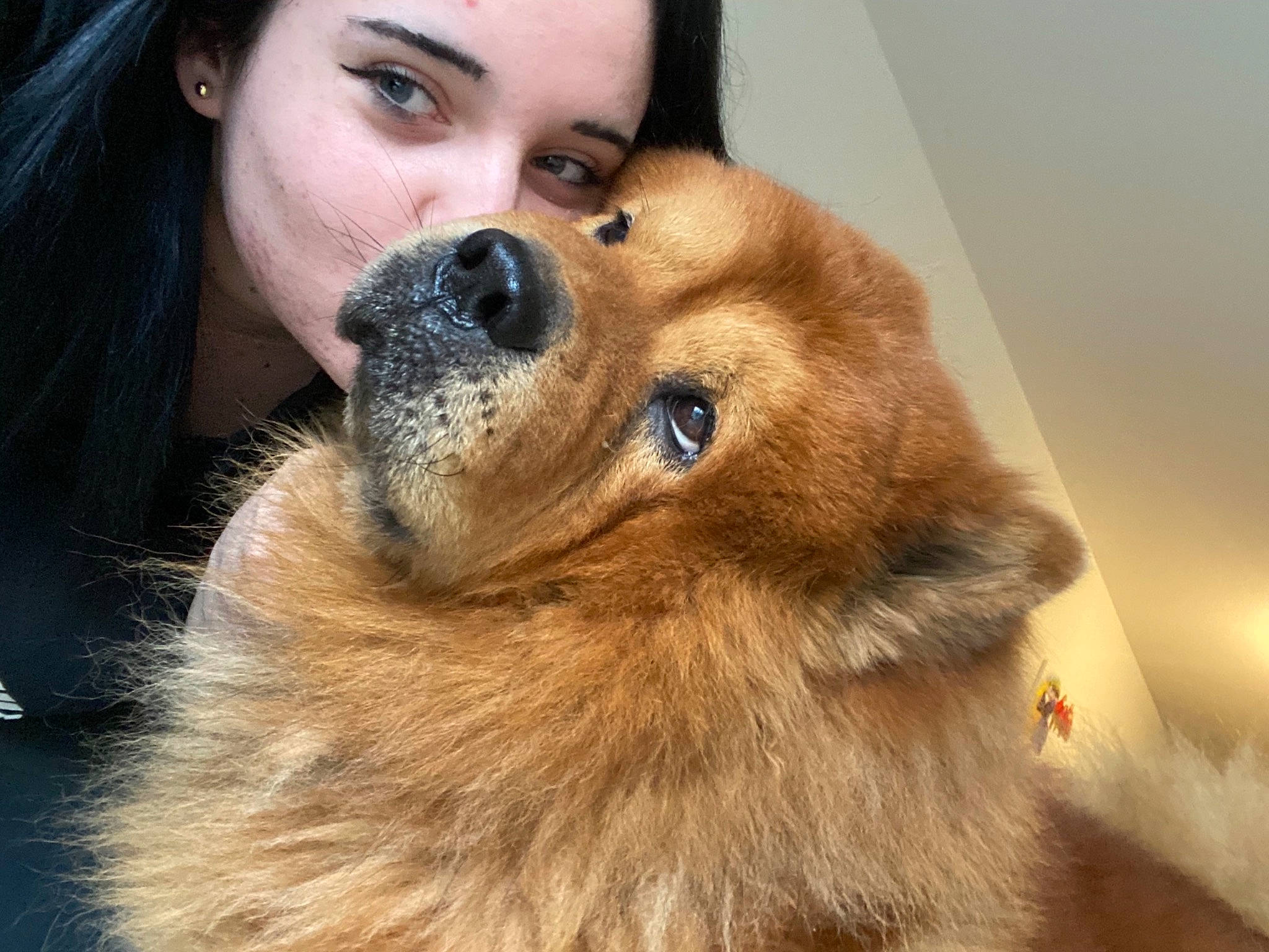 Wini participe au concours pour gagner de l'argent avec cette photo : carnivore, companion_dog, dog, dog_breed, ear, eye, face, fawn, german_spitz, gesture, hair, head, iris, jaw, lip, nose, skin, spitz, sunglasses, whiskers