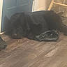 Max is registered to the contest to win money with this photo: animal, black_dog, blue_door, brown_floor, cozy, domestic, door, flooring, fur, home, indoor, leather_item, napping, paw, pet, quiet, relaxed, resting, sleeping, wooden_floor