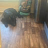 Max is registered to the contest to win money with this photo: animal, black_dog, canine, corner, dog, dog_food_bag, floor, flooring, home, indoor, kitchen, lying_down, natural_light, pet, pro_plan, purina, refrigerator, resting, window, wooden_floor
