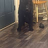 animal, black_dog, canine, chair, companion, curious, cute, dog, domestic, door, flooring, furniture, home, household, indoor, pet, room, standing, toy, wooden_floor