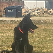 Max joined the competition — help win amazing prizes! animal, black_dog, building, canine, collar, daylight, dog, dumpster, ears_up, fur, grass, nature, outdoor, pet, rocks, side_view, sitting, sunny, tongue_out, yard