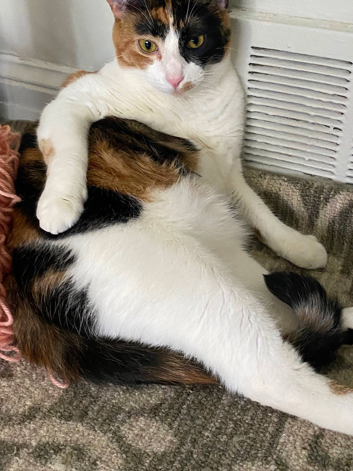 Aubrey is registered to the contest to win money with this photo: abyssinian, angora, animal, cat, couch, document, furniture, hardwood, homedecor, indoors, kitten, manx, person, pet, receipt, sleeping, stainedwood, text, window, wood