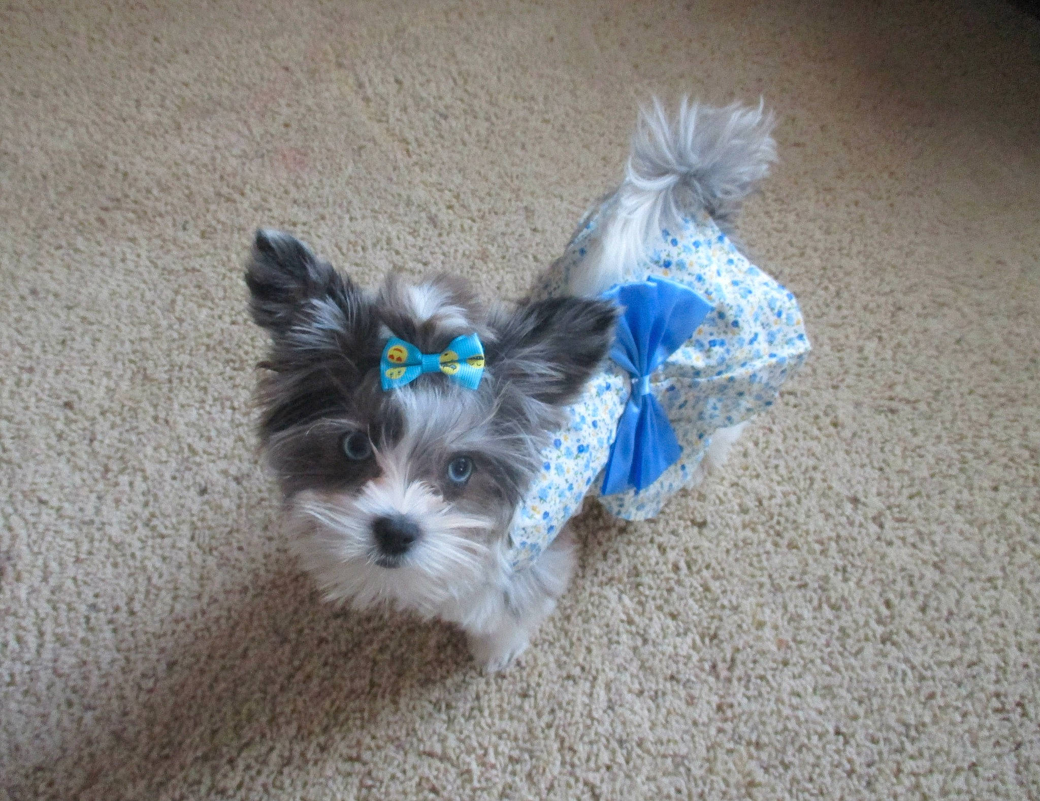 Misty Blu is registered to the contest to win money with this photo: biewer_terrier, bolonka, canidae, carnivore, chinese_imperial_dog, companion_dog, dog, dog_breed, dog_clothes, kyi_leo, lhasa_apso, mal_shi, maltepoo, maltese, morkie, puppy, shih_tzu, terrier, toy_dog, yorkshire_terrier