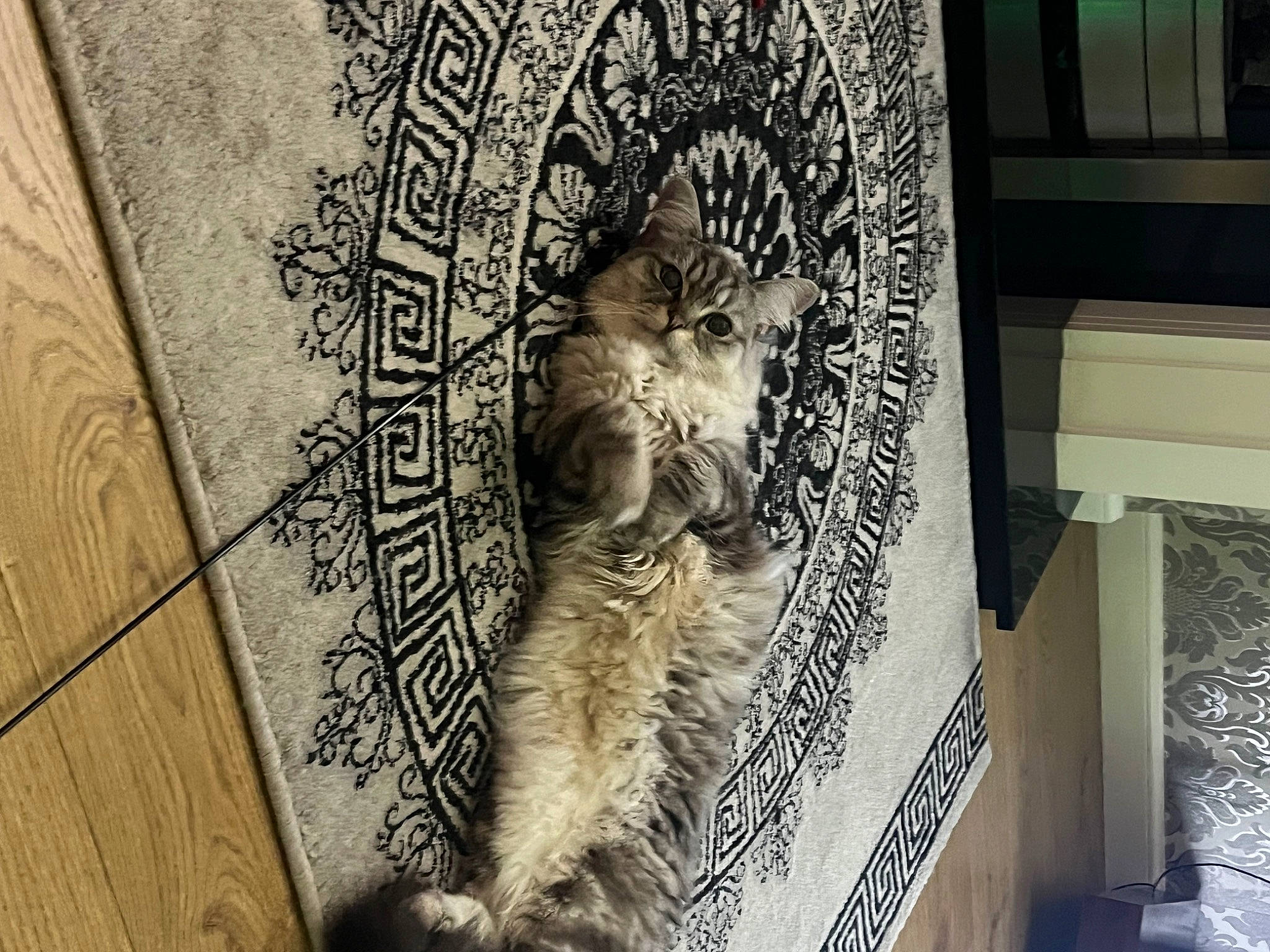 George is registered to the contest to win money with this photo: architecture, art, big_cats, carnivore, cat, domestic_short_haired_cat, door, facade, felidae, flooring, font, fur, pattern, relief, small_to_medium_sized_cats, snout, tail, visual_arts, whiskers, wood