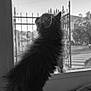 kitten, cat, window, fence, curious, fluffy, indoor, pet, black_and_white, animal, young, fur, looking_out, soft_focus, domestic, whiskers, paw, side_view, standing, quiet