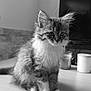 cat, kitten, fluffy, sitting, table, indoor, pet, fur, whiskers, curious, black_and_white, domestic_animal, young, cozy, home_interior, candle, television, wooden_table, quiet, calm