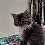 kitten, cat, pet, fluffy, bedspread, indoor, furniture, clothing, wardrobe, curious, animal, cute, young, feline, soft, patterned, cozy, domestic, resting, small