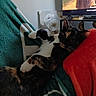 Callie is registered to the contest to win money with this photo: animal, blanket, calico_cat, cat, comfort, cozy, curious, cushion, ears, fur, furniture, home, indoor, living_room, pet, relaxing, resting, soft, television, whiskers