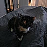 Callie is registered to the contest to win money with this photo: animal, bed, bedroom, cat, cozy, curious, cute, dim_lighting, domestic, door, feline, floor, indoor, mirror, pet, quiet, quilted_bedspread, tortoiseshell, walls, white_paws