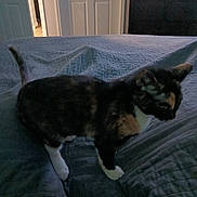 Callie joined the competition — help win amazing prizes! animal, bed, bedspread, blanket, cat, cozy, domestic, door, furniture, home, indoor, mammal, pet, quiet, resting_place, room, shadow, sleeping_area, texture, tortoiseshell_cat