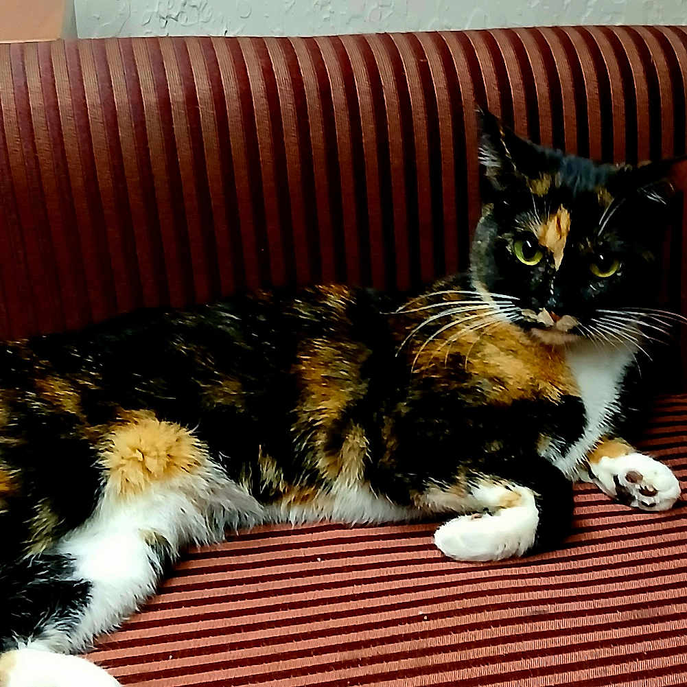 Callie