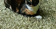 Callie is registered to the contest to win money with this photo: animal, calico, carpet, cat, cute, domestic_animal, ears, feline, floor, fur, green_carpet, indoor, mammal, one_eye_visible, paw, pet, relaxed, resting, shadow, whiskers