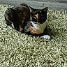 animal, calico, carpet, cat, cute, domestic_animal, ears, feline, floor, fur, green_carpet, indoor, mammal, one_eye_visible, paw, pet, relaxed, resting, shadow, whiskers