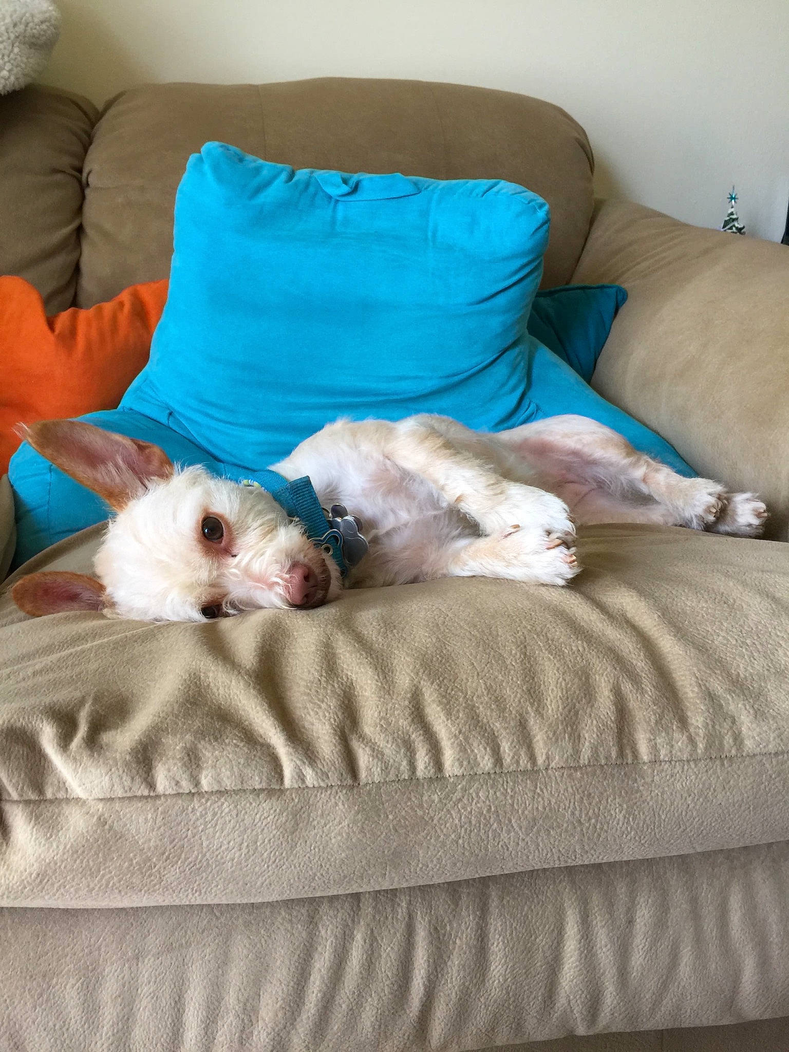 Vixie is registered to the contest to win money with this photo: bed, bed_sheet, bichon, canidae, carnivore, cat, comfort, dog, dog_breed, furniture, kitten, linens, maltese, nap, pillow, puppy, ragdoll, room, shih_tzu