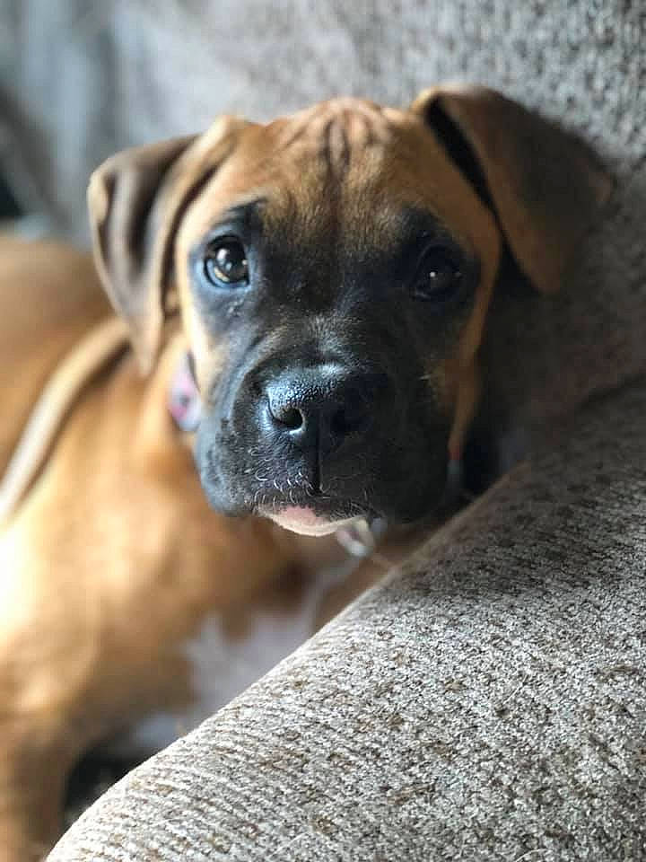 Marley is registered to the contest to win money with this photo: black_mouth_cur, boerboel, boxer, bullmastiff, canidae, carnivore, companion_dog, dog, dog_breed, english_mastiff, fawn, mammal, molosser, puggle, puppy, rare_breed_dog, snout, sporting_group, vertebrate, whiskers