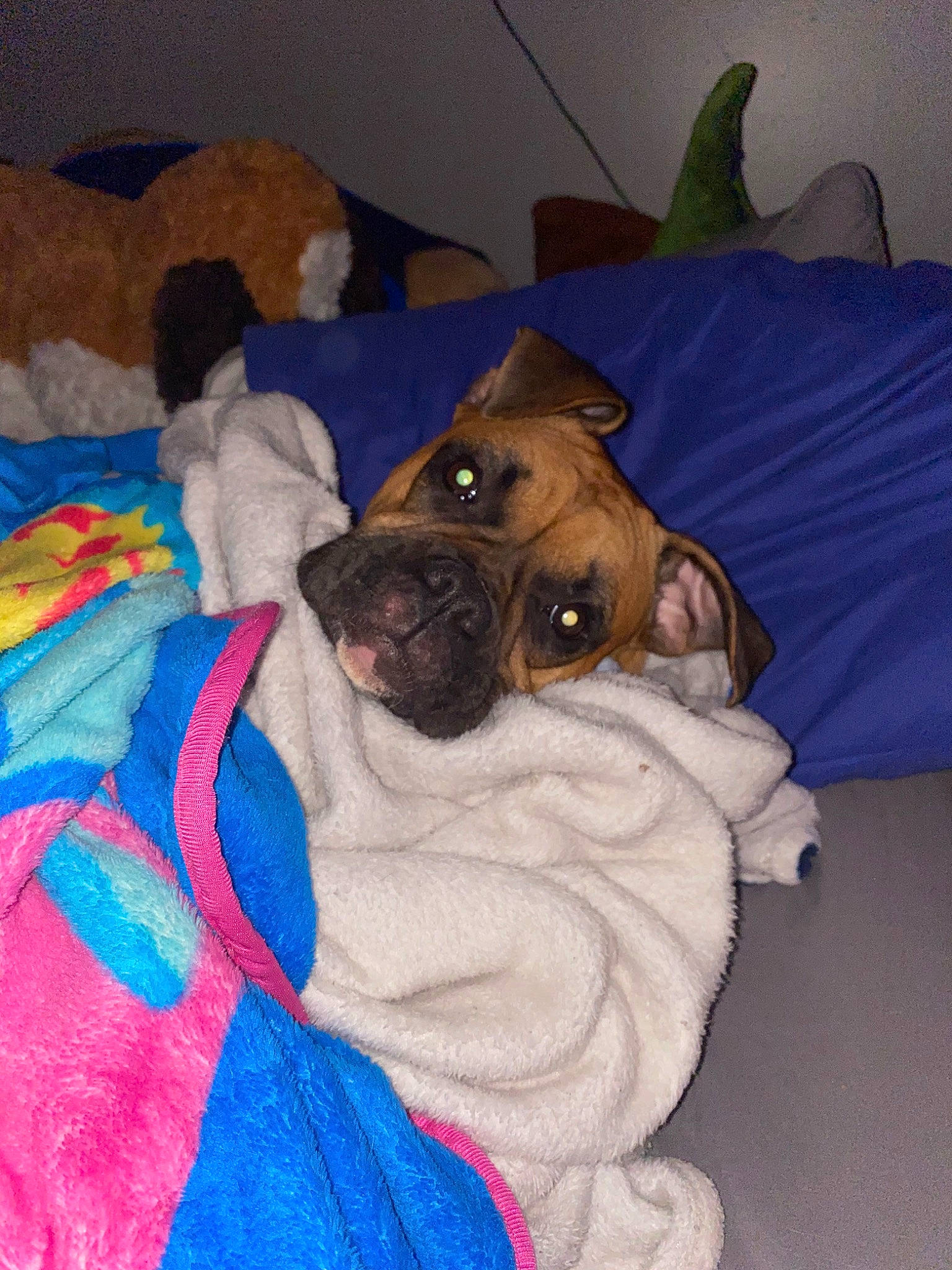 Marley joined the competition — help win amazing prizes! bulldog, canidae, carnivore, companion_dog, dog, dog_breed, fawn, mammal, non_sporting_group, old_english_bulldog, ori_pei, pug, puppy, skin, snout, toy_bulldog, toy_dog, vertebrate, wrinkle