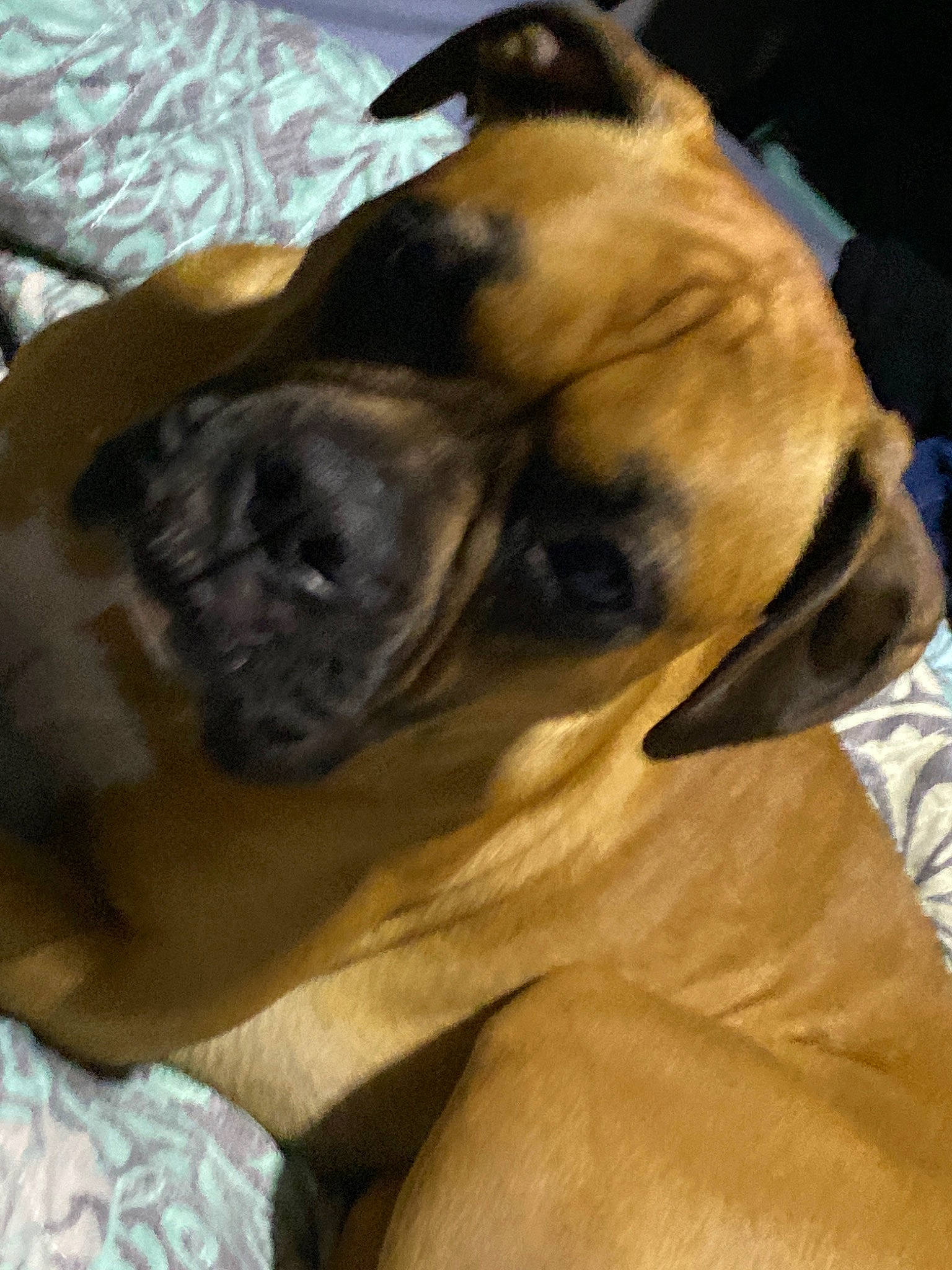 Marley is registered to the contest to win money with this photo: black_mouth_cur, boerboel, boxer, bullmastiff, canidae, carnivore, dog, dog_breed, english_mastiff, fawn, fila_brasileiro, great_dane, guard_dog, mammal, non_sporting_group, snout