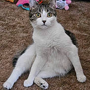 Kitty Kat is registered to the contest to win money with this photo: cat, pet, carpet, plush_toys, indoor, animal, cute, white_and_gray, sitting, fur, whiskers, ears, paws, toy, background, home, curious, alert, young_cat, feline