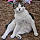 Kitty Kat