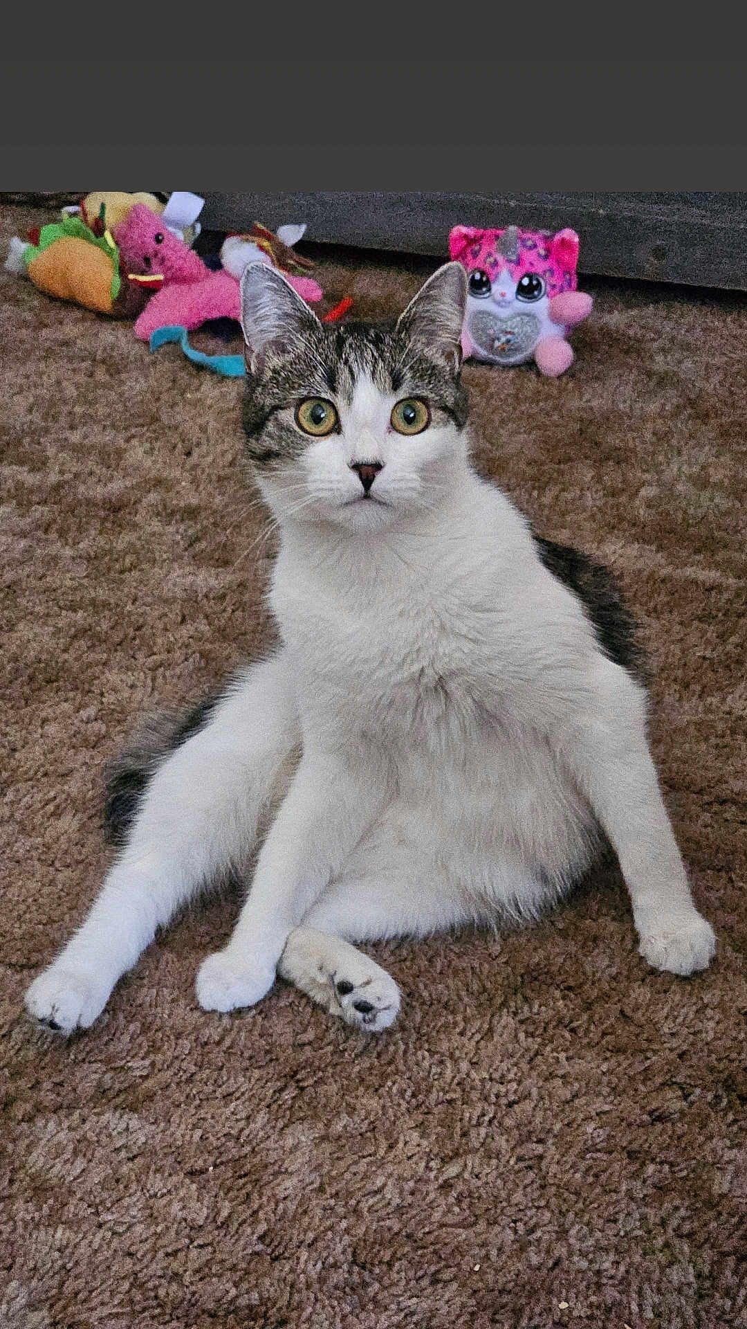 Kitty Kat is registered to the contest to win money with this photo: cat, pet, carpet, plush_toys, indoor, animal, cute, white_and_gray, sitting, fur, whiskers, ears, paws, toy, background, home, curious, alert, young_cat, feline