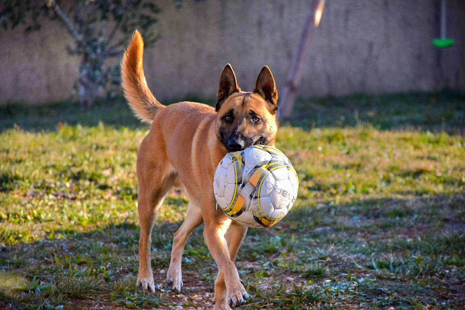 Cimba participe au concours pour gagner de l'argent avec cette photo : ancient_dog_breeds, ball, canidae, carnivore, companion_dog, dog, dog_breed, dog_supply, fawn, grass, guard_dog, hound, hunting_dog, non_sporting_group, plant, snout, sporting_group, sports_toy, tail, working_dog