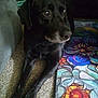 dog, black_dog, carpet, colorful_mat, floral_pattern, indoor, pet, animal, laying_down, calm, thoughtful, close_up, floor, paws, fur, resting, cozy, home, domestic, side_view
