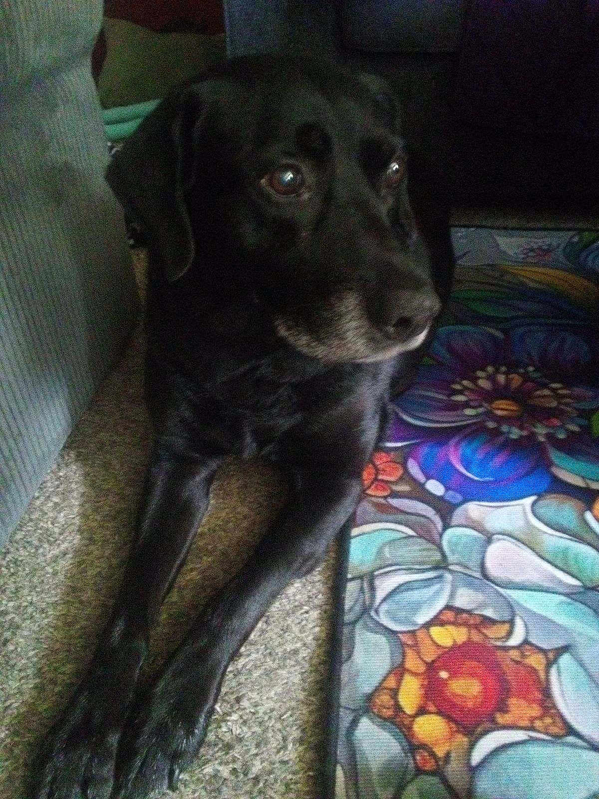 Louie