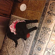 Lillian is registered to the contest to win money with this photo: dog, black_dog, skirt, pink_skirt, cherry_pattern, rug, floor, kitchen, cabinet, bowl, pet, indoor, animal, lying_down, toy, orange_ball, tile_floor, decor, household, cute