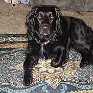 Lilly joined the competition — help win amazing prizes! animal, black_dog, carpet, collar, couch, cozy, dog, domestic_animal, flash, floor, fur, home, indoor, laying_down, patterned_rug, pet, relaxed, stuffed_toys, tag, warm_eyes